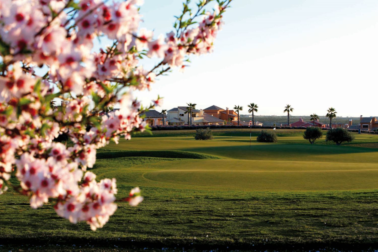 Blossom tree on course at Hacienda Del Alamo Golf in Murcia