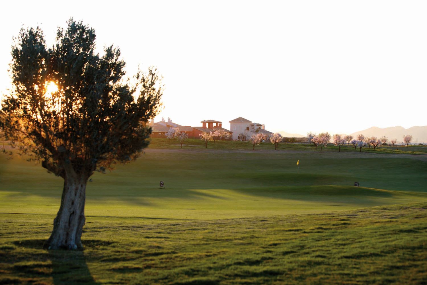 Tree by the fairway with putting green in the distance at Hacienda Del Alamo
